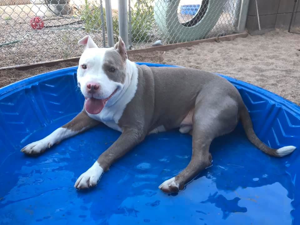 Adopt a friend: Atlas